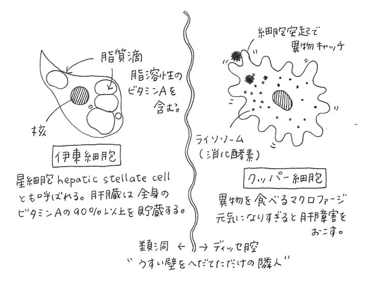 vol1.伊東細胞とクッパー細胞